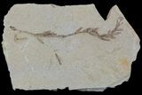 Metasequoia (Dawn Redwood) Fossil - Montana #85770-1